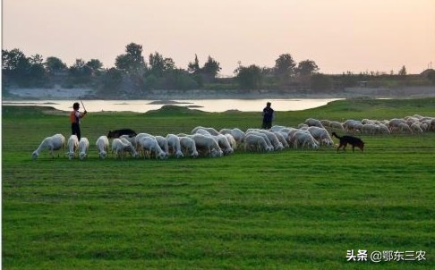 西北放羊人為什麼寧願放羊，也不願到沿海打工，放羊真的賺錢嗎？