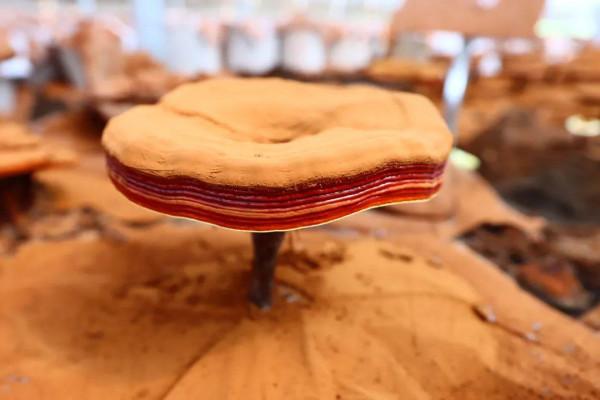 壽仙谷第六次“太空育種”成功歸來丨和航天英雄一起飛天的靈芝、鐵皮石斛順利完成“太空科考” 壽仙谷第六次“太空育種”成功歸來丨和航天英雄一起飛天的靈芝、鐵皮石斛順利完成“太空科考”