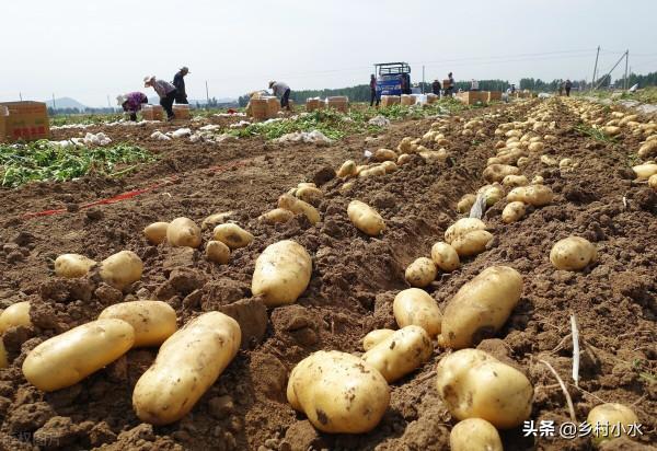 土豆開花不剪掉危害大？影響不僅僅是產量低，剪掉有啥好處？
