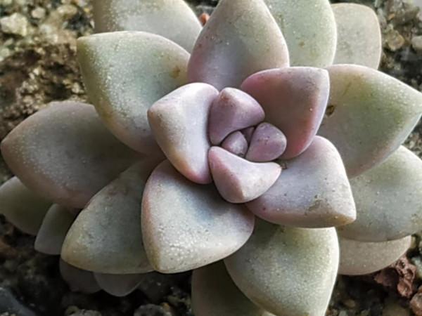 在家看手機,再看看多肉緩解一下視覺疲勞 在家看手機,再看看多肉緩解一下視覺疲勞