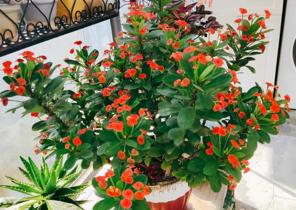 容易因多澆水而死的“10種花”，想要養好，管住手，少澆水