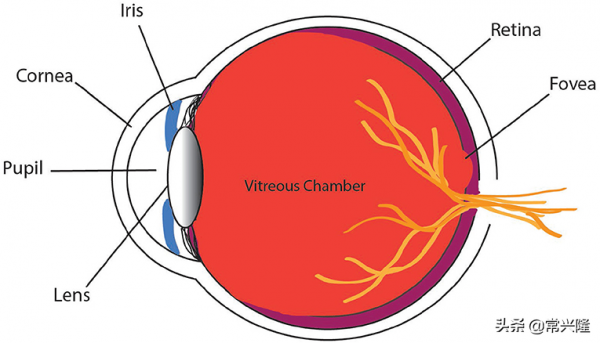 腦智前沿科普｜眼睛探測世界的奧秘