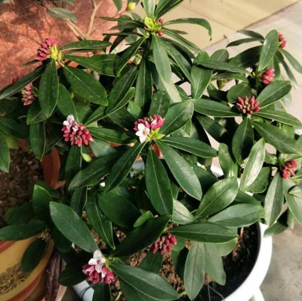 這些香噴噴的漂亮花，室內放兩盆，滿屋飄香，讓人更舒服