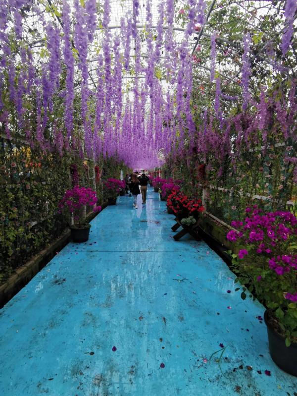 拍照勝地—拉市海湖濱公園（阿鄉哥）