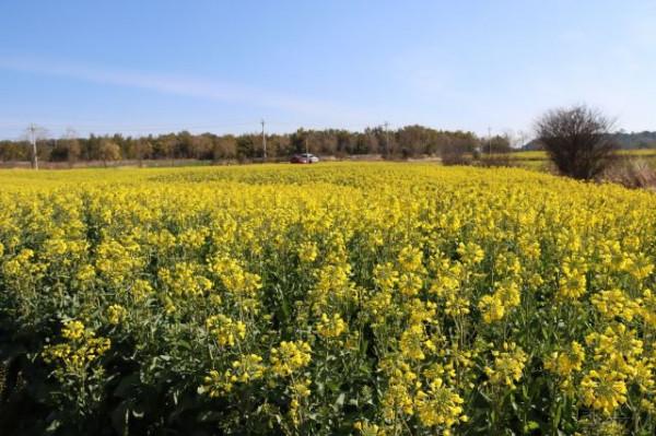 馬龍：楊官田千畝油菜花開 笑迎八方遊客