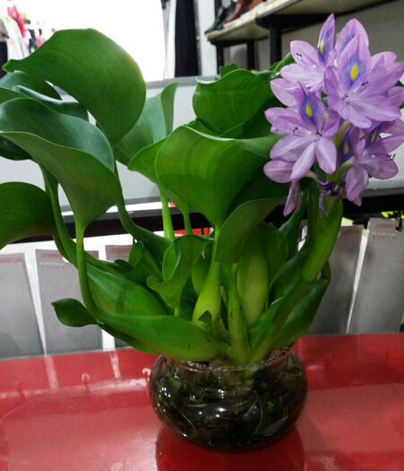 7種&OpenCurlyDoubleQuote;喜水花&rdquo;，不怕手賤澆不爛，天天泡水裡，長得肥大愛開花