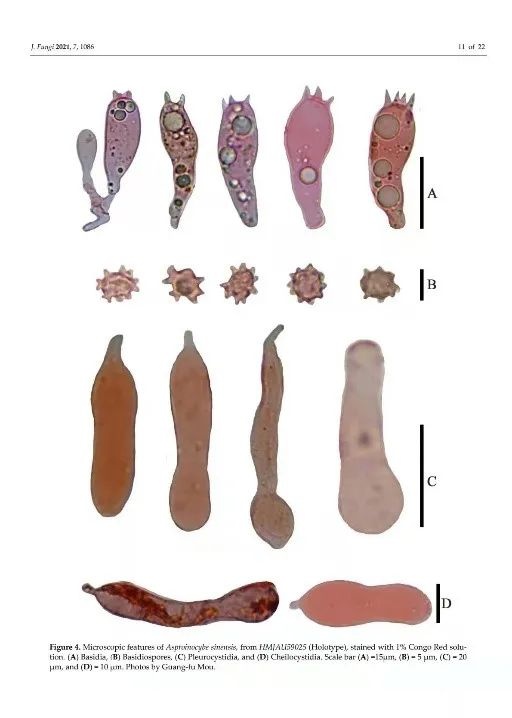 吉林農業大學圖力古爾教授團隊發表真菌新科