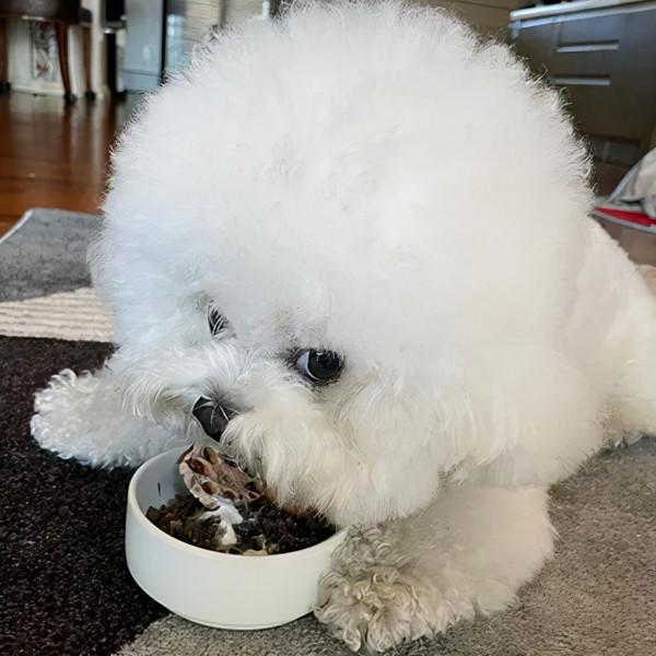 狗子在吃東西，看到主人靠近就變得很兇，但其實它都是裝的