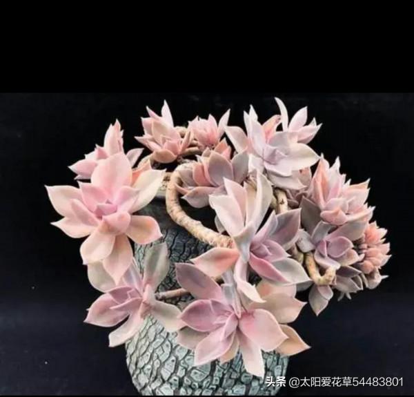 適合12月入手的8種多肉，冬天越曬越漂亮，養再多也不嫌夠