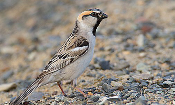 東江攬勝：天天相見不相識，國內五種常見麻雀你能分清嗎？