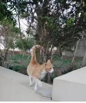 以色列、約旦經典文化之旅(3) 以色列、約旦經典文化之旅(3)