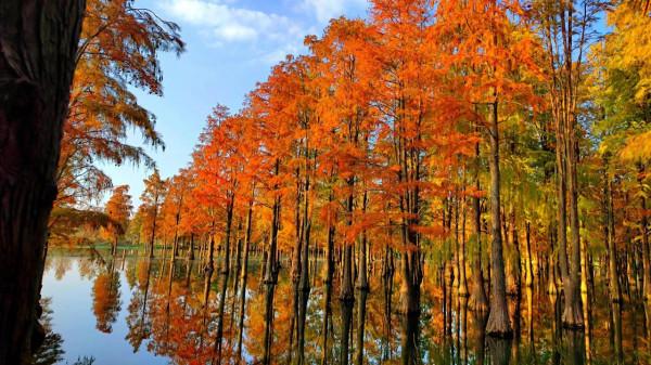 有一種紅叫紅杉林,驚豔了秋色,你去打卡了嗎? 有一種紅叫紅杉林,驚豔了秋色,你去打卡了嗎?