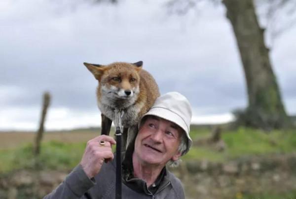 1977年，老人救回受傷狐狸，眾狐狸每天來家探望，還送慰問品