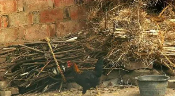 文物專家花1800元，從山東農民家買2捆柴火，如今成國寶禁止出境