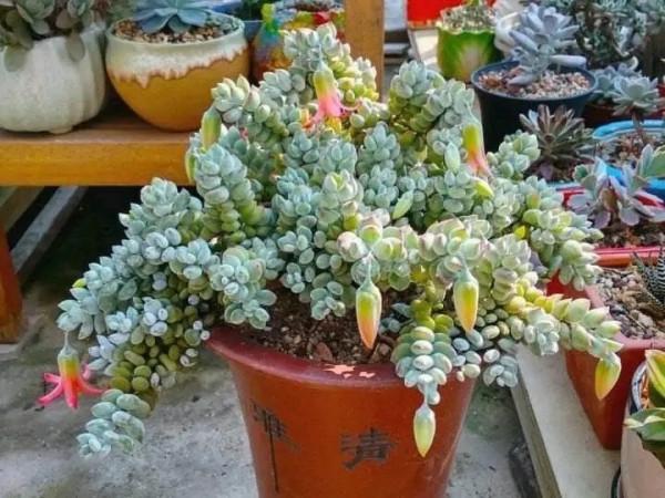 2款帶有香味的多肉,雖然不容易養出高顏值,但是香味持久值得養 2款帶有香味的多肉,雖然不容易養出高顏值,但是香味持久值得養