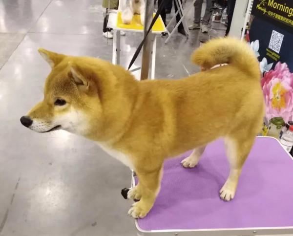 家庭餵養寵物犬的利與弊