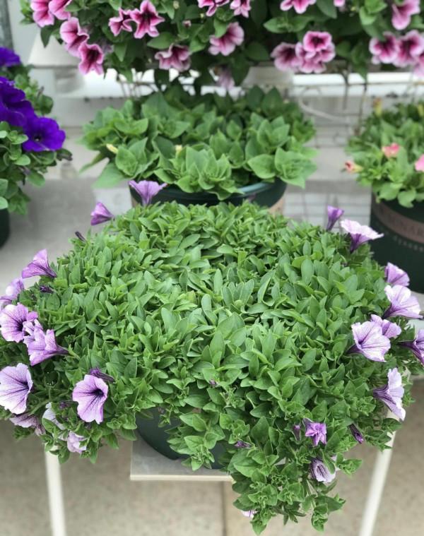 矮牽牛花，要想開花爆盆，就要大剪大修，有舍才有得