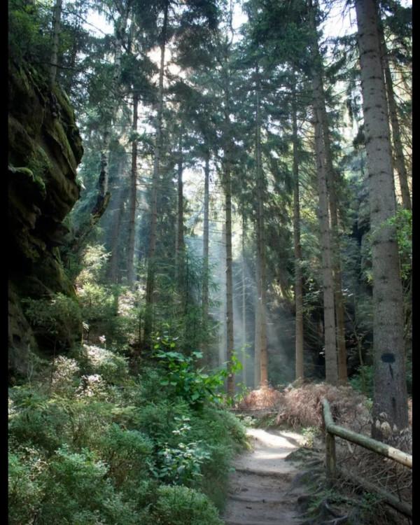 探秘“魔法森林”的神奇謎團