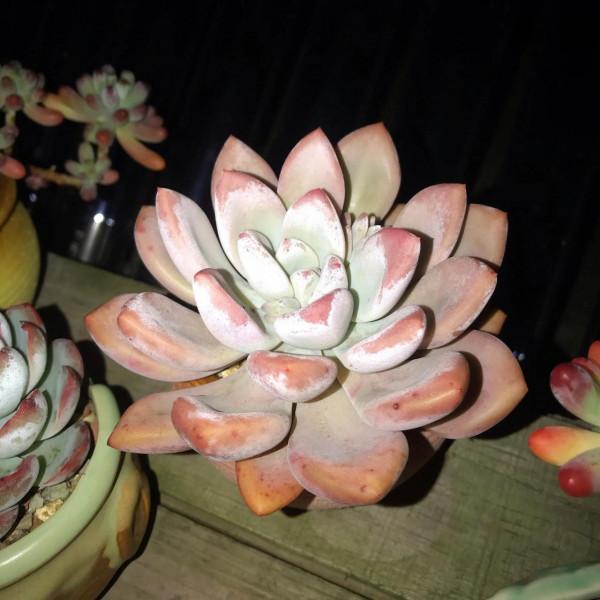 冬至前夕，晚上9點半的肉肉