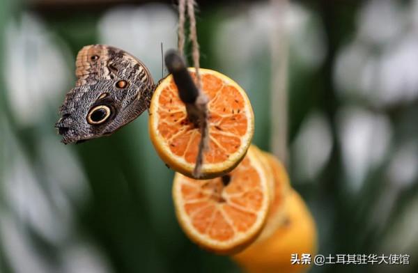 伊斯坦布林的蝴蝶天堂擁有獨特的物種和特殊的氣候 伊斯坦布林的蝴蝶天堂擁有獨特的物種和特殊的氣候