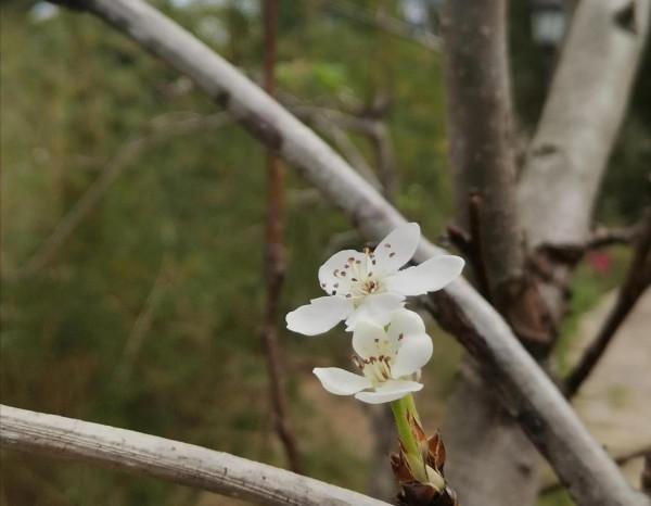 高考滿分作文《梨花語》，好感人，開頭：那一年，我豆蔻，你耄耋