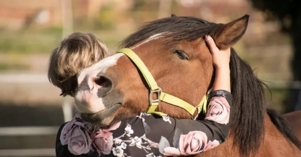 馬兒對你說“我愛你”的5種方式