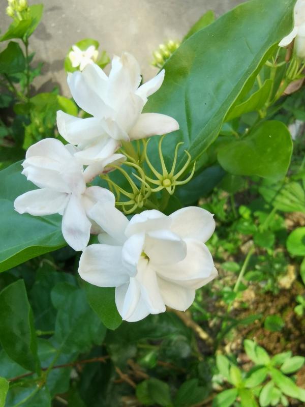 3種花特喜歡太陽，夏天曬曬長得旺，開花多多