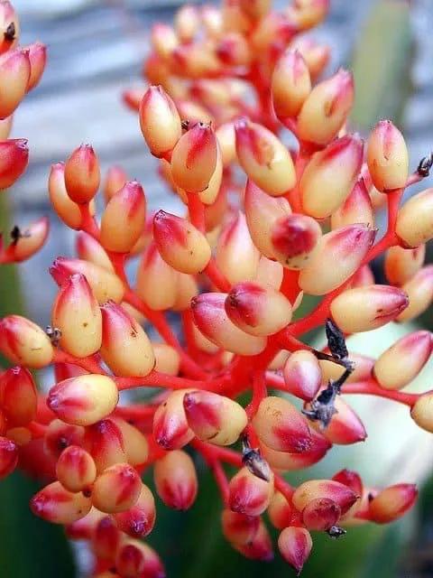 花亦草來草亦花 花亦草來草亦花