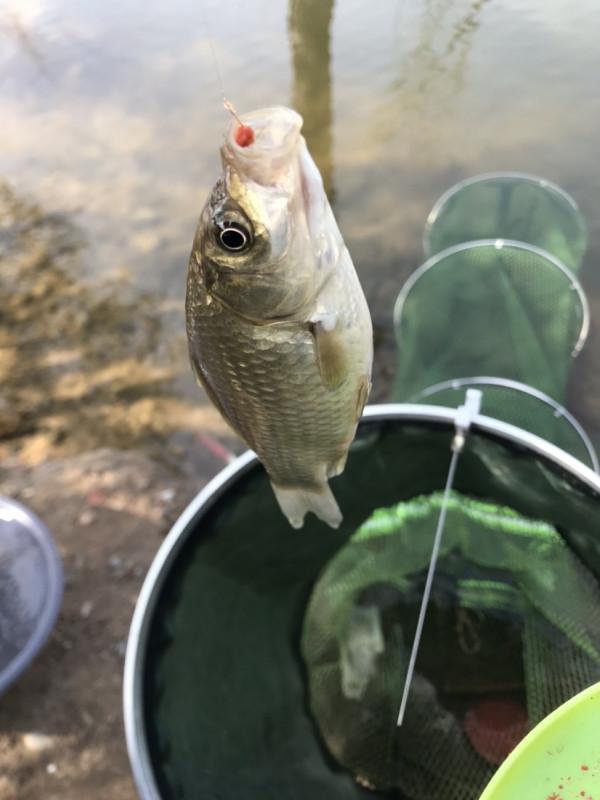 「十週年」秋冬野河垂釣,技巧方法要掌握,今日鯽魚連竿浮漂棄河 「十週年」秋冬野河垂釣,技巧方法要掌握,今日鯽魚連竿浮漂棄河