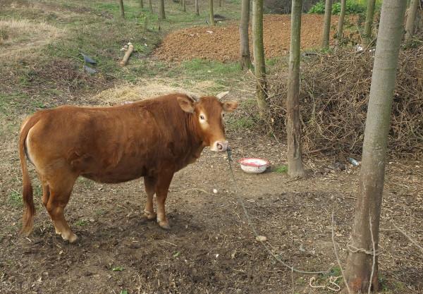 牛催肥簡單方法,育肥肉牛各個階段飼料配方,怎麼喂長得快又肥? 牛催肥簡單方法,育肥肉牛各個階段飼料配方,怎麼喂長得快又肥?