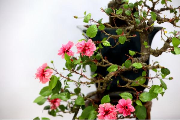 美圖丨如皋：精品盆景匯雉水，姿態優雅顯匠心！