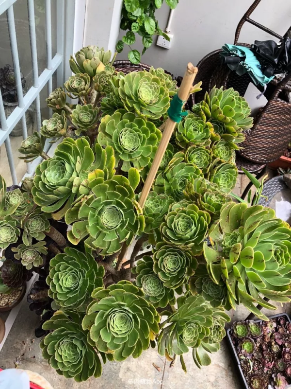 4年時間，靠一腔熱誠打造多肉花園