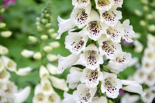 它是英國花園的常客，花型像喇叭，還能做藥材