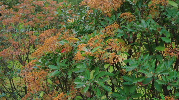 太倉的冬天，“果”然美麗