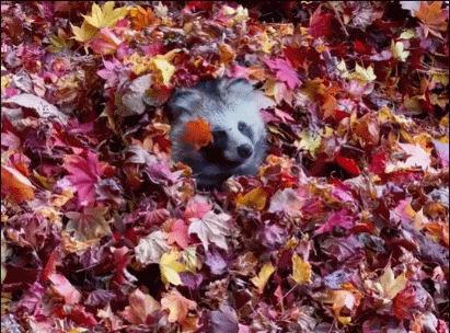 神奇大自然-奇妙動物照片 2 神奇大自然-奇妙動物照片 2