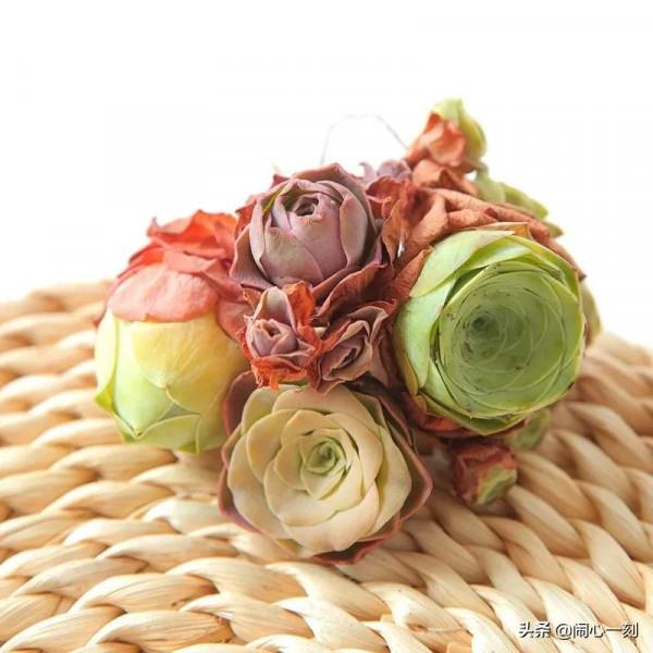 分享&mdash;&mdash;玫瑰多肉