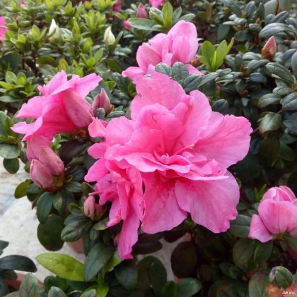 10種&OpenCurlyDoubleQuote;難養花&rdquo;，年年買年年扔，想養好它們，真的太難了