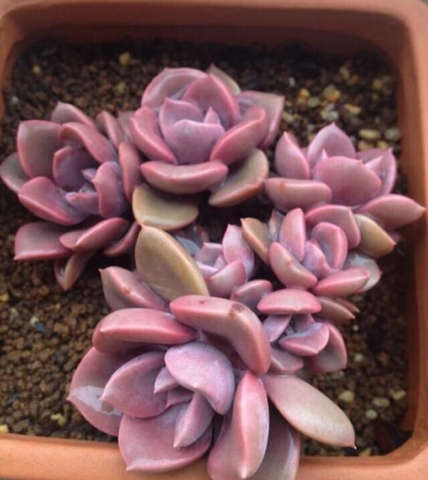 上色特快的6種多肉，秋天適當曬曬，就能“鶴立雞群”