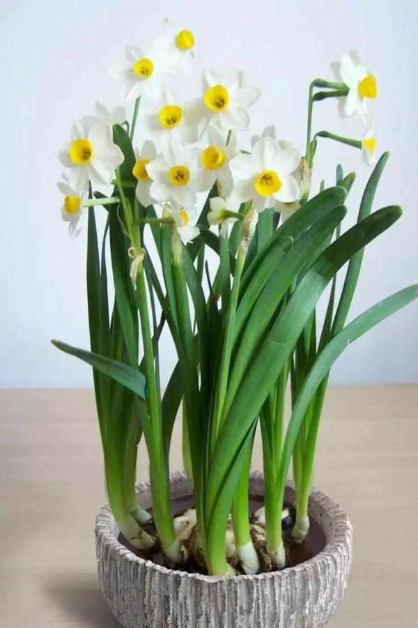 卻許梨渦落海棠 卻許梨渦落海棠