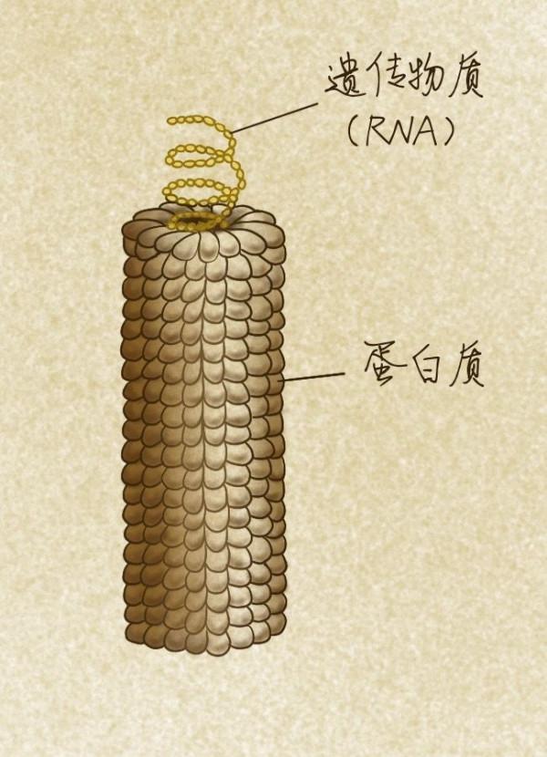 人類與病毒的battle與共存 | 科學小館兒
