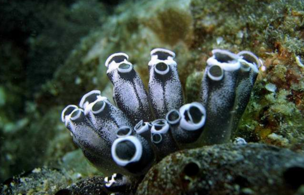 “反向進化”吃掉自己大腦，想變植物卻成食物的動物，不走尋常路