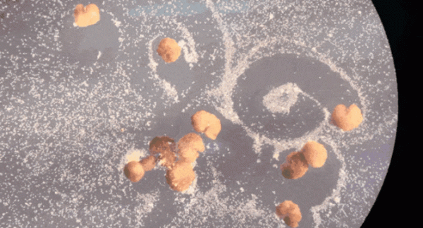 機器人可以自己“生孩子”了？它算是生物體嗎？專家解讀