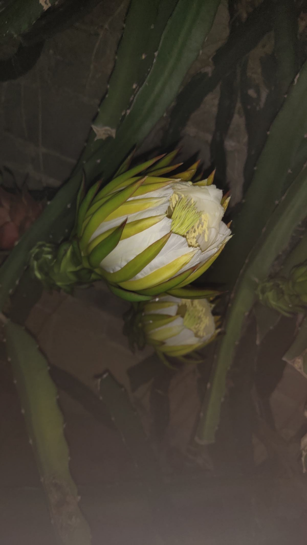 吃了一輩子的水果，還沒見過開花是什麼樣，你見過幾種