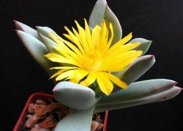 多肉走一波,見證奇妙大自然 多肉走一波,見證奇妙大自然