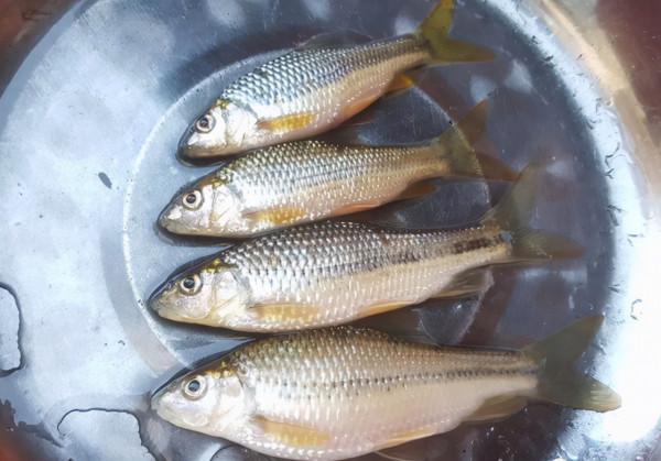 提醒:有5種魚儘量少吃,很多人可能還不清楚,本文告訴答案 提醒:有5種魚儘量少吃,很多人可能還不清楚,本文告訴答案