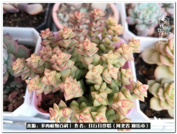 多肉的前世今生——論那些多肉的變化