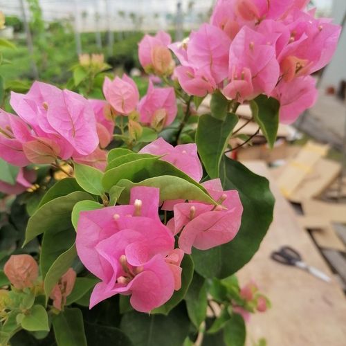 品種大全丨奼紫嫣紅的三角梅,驚豔你的可不是它的花…附品種介紹 品種大全丨奼紫嫣紅的三角梅,驚豔你的可不是它的花…附品種介紹