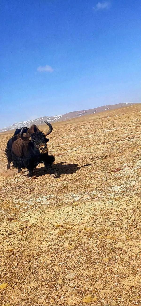 魅力西藏，阿里迴響（待續）