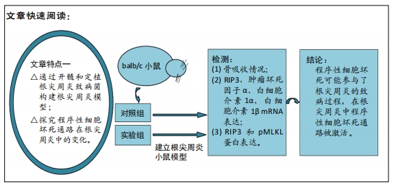 程式性細胞壞死通路在根尖周炎小鼠模型發生發展中的變化