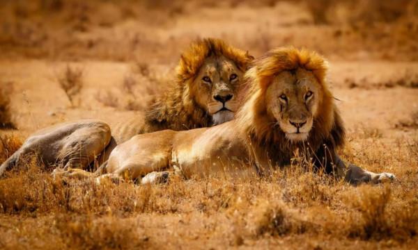 賽倫蓋蒂草原的王者，非洲獅